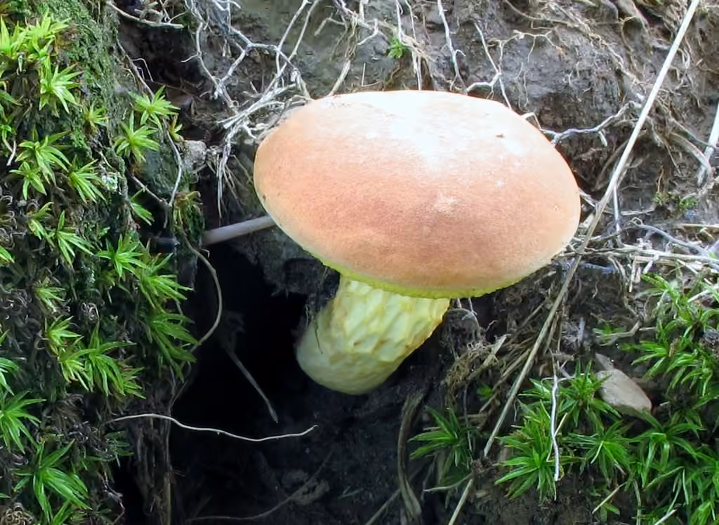 Xerocomus illudens, photo 2 of 5