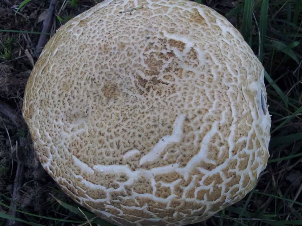 Bolet pâle, photo 3 sur 5