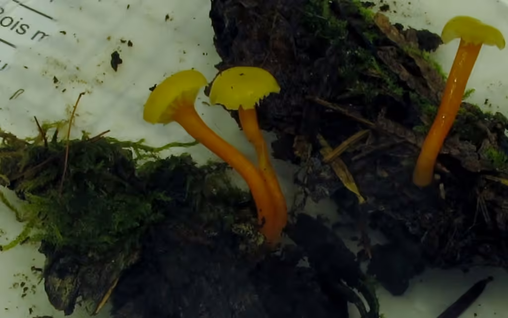 Hygrophore insipide, photo 2 sur 5