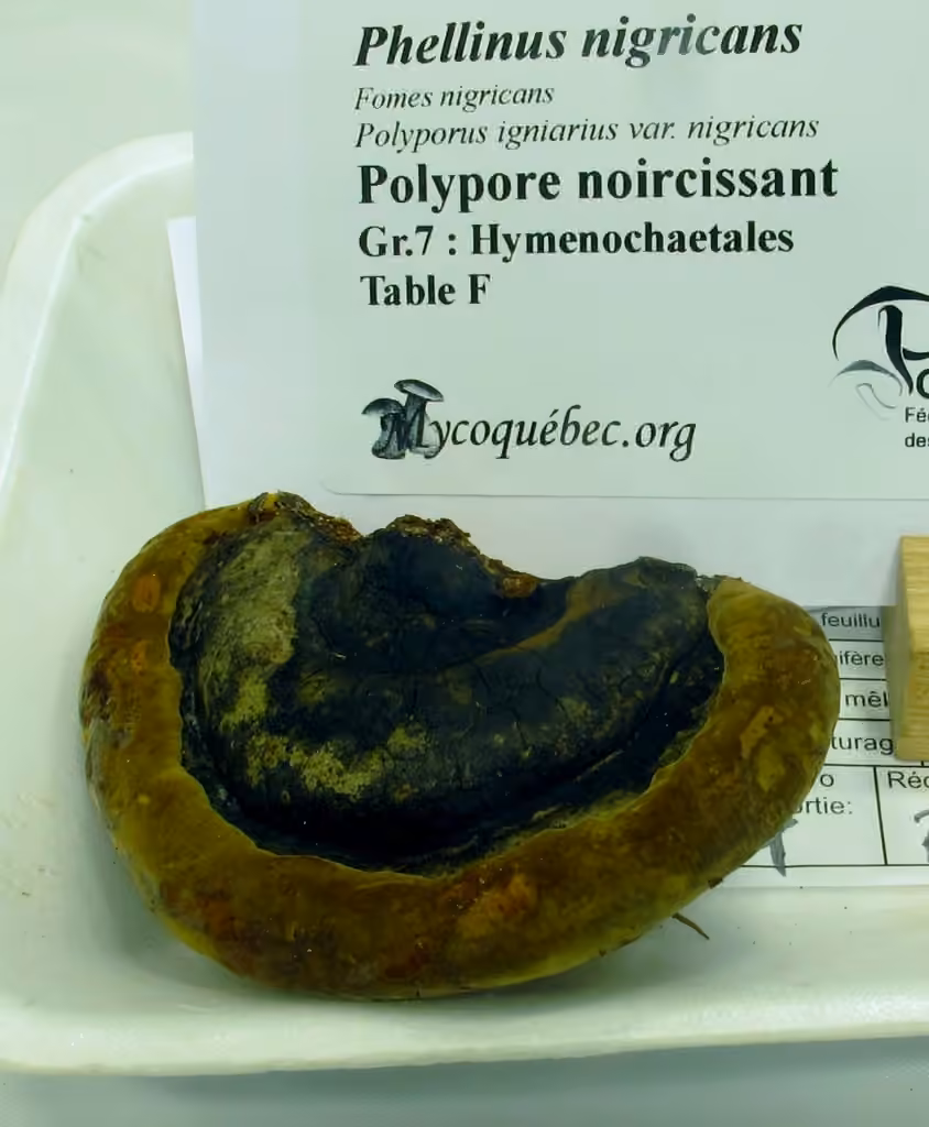 Polypore noircissant, photo 2 sur 5