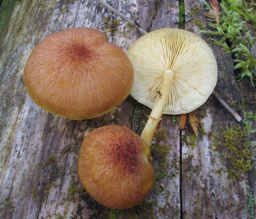 Tricholome flammette