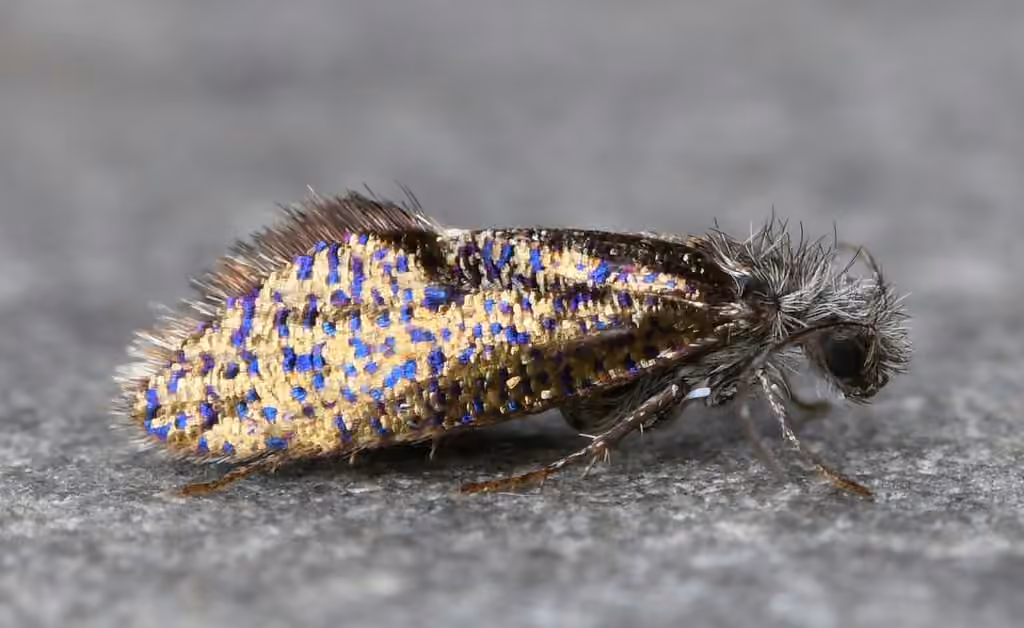 Chinquapin Leafminer Moth, photo 1 of 5