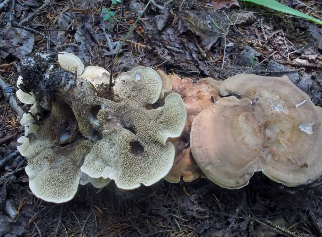 Stereo Tooth, photo 1 of 5