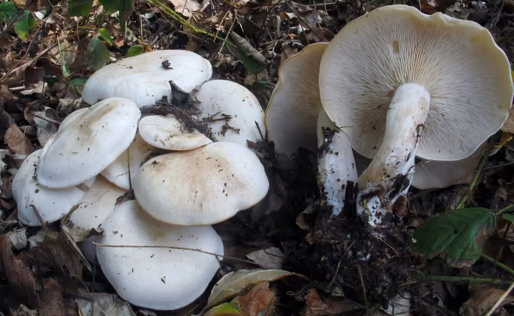 Clustered clitocybe, photo 1 of 5
