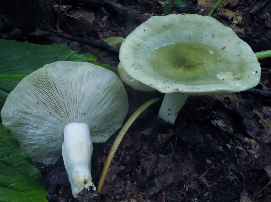 Variable Russula, photo 2 of 5