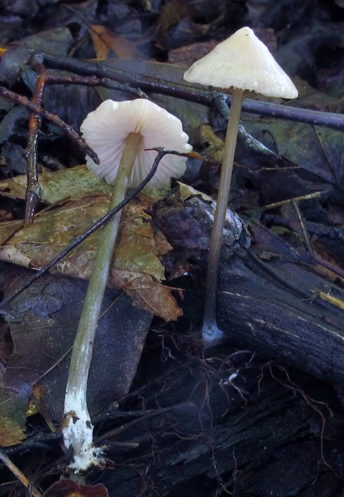 Entolome conique, photo 2 sur 5