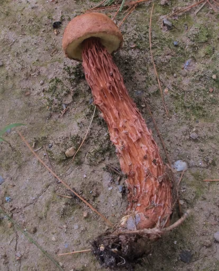 Russell's Bolete, photo 3 of 5