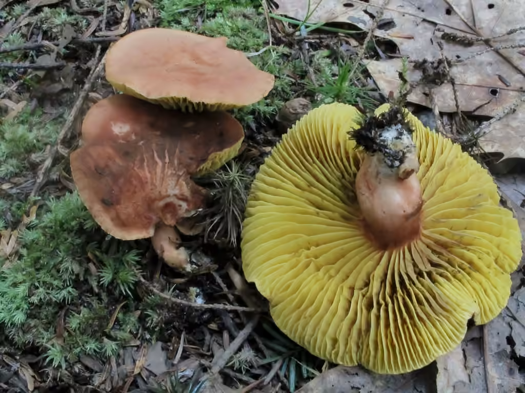 Phyllopore à base blanche, photo 3 sur 5