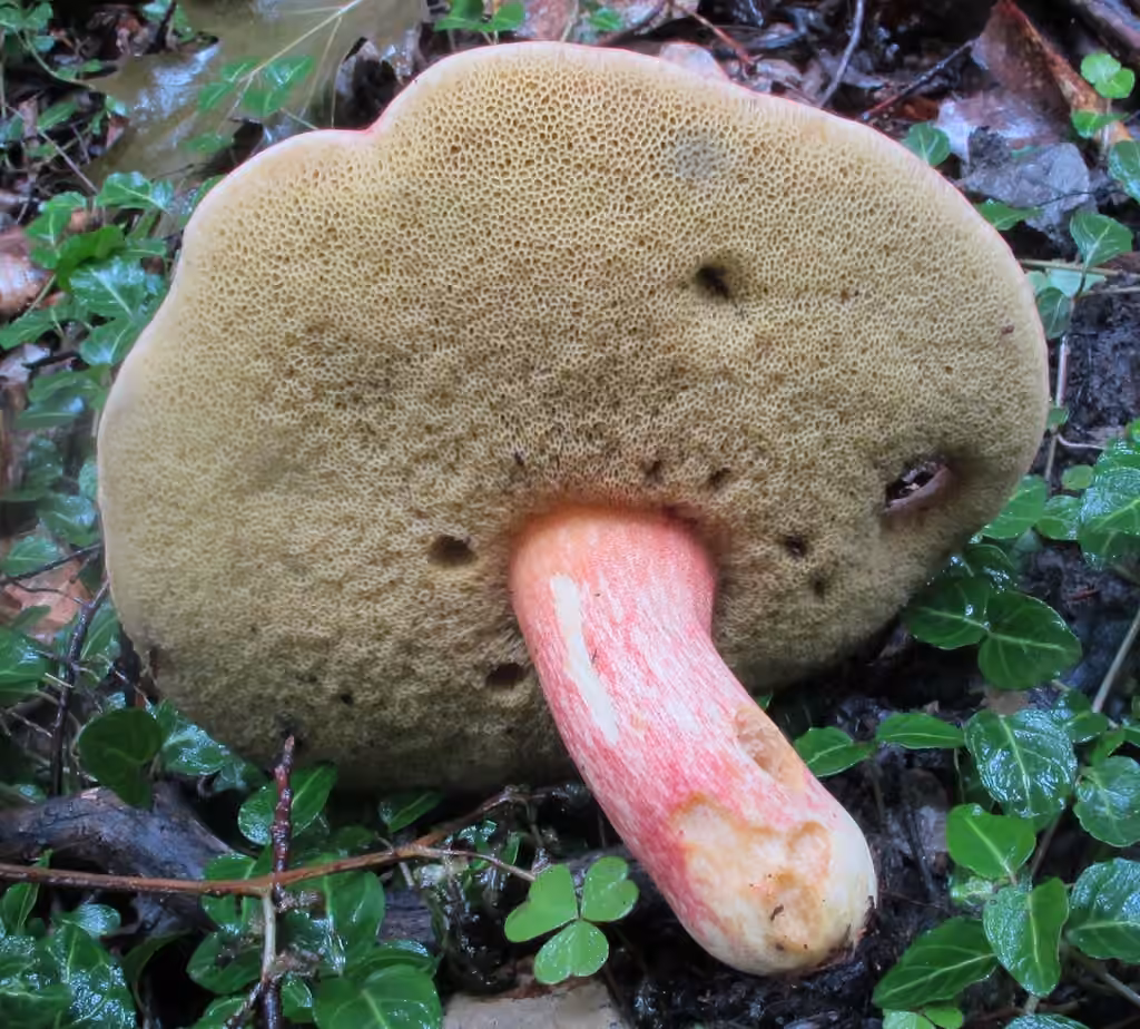 Lanmaoa miniatopallescens, photo 2 of 5