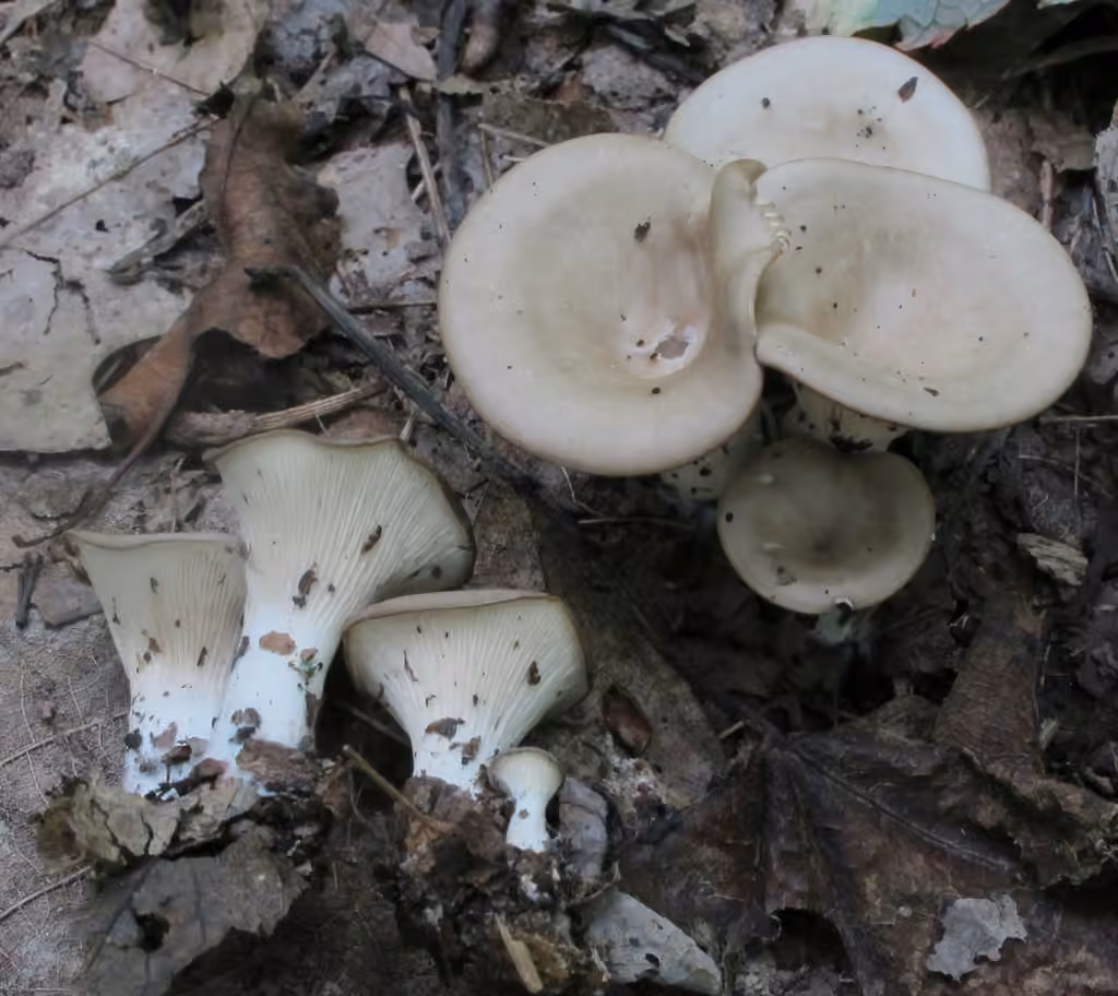 Clitocybe des Adirondack, photo 1 sur 5