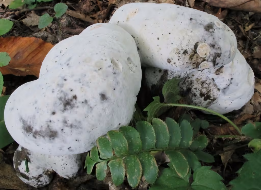 Hypomyces melanocarpus, photo 1 sur 5