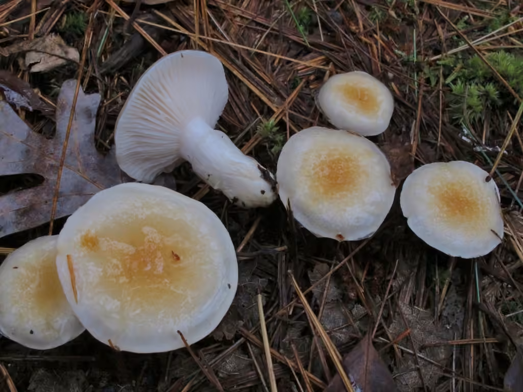 Hygrophore à disque jaune, photo 3 sur 5