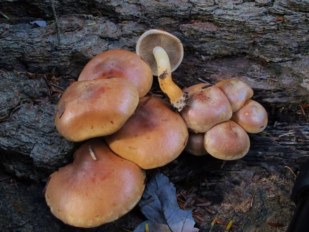 Hypholome couleur de brique