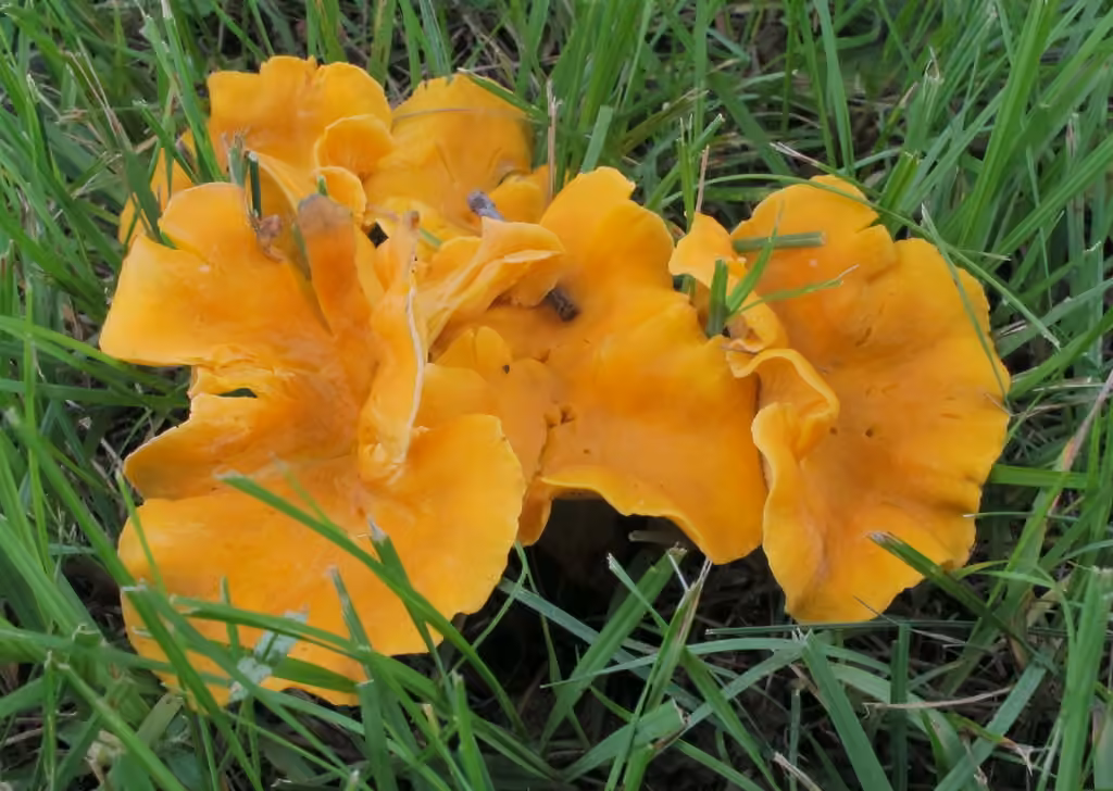 Smooth Chanterelle, photo 1 of 5