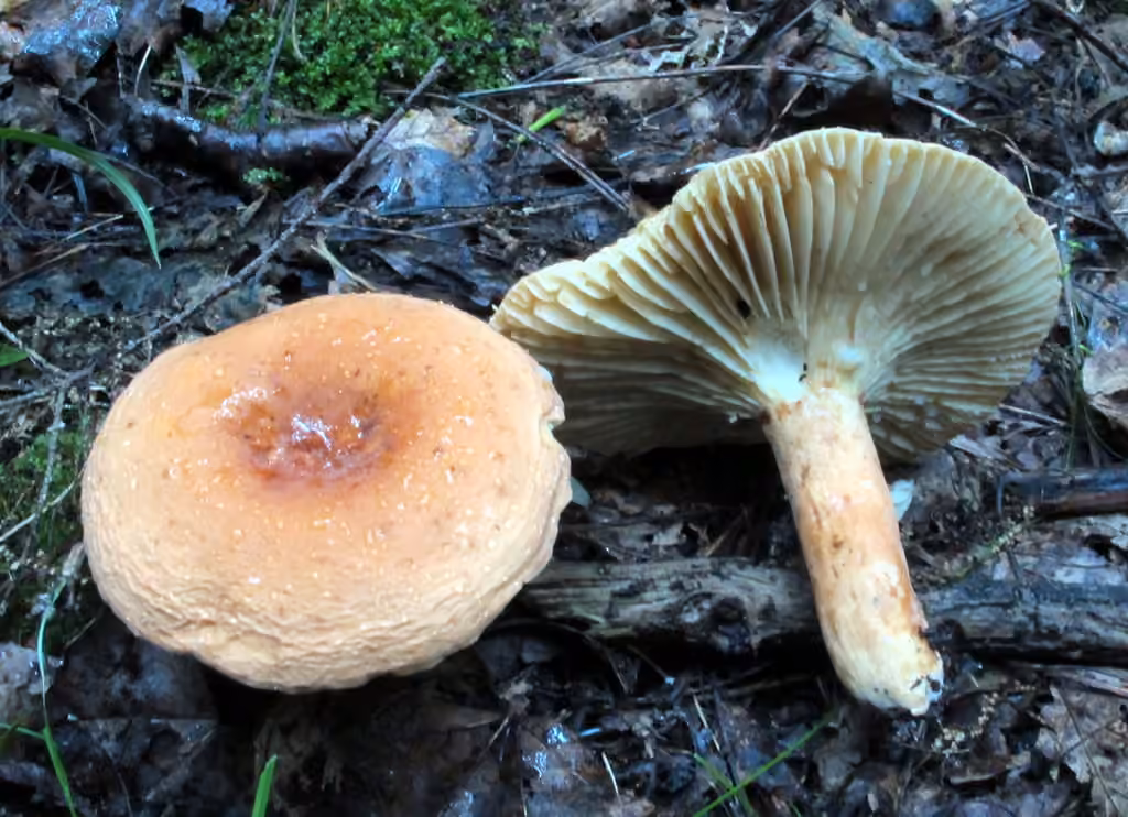Lactaire hygrophore, photo 1 sur 5