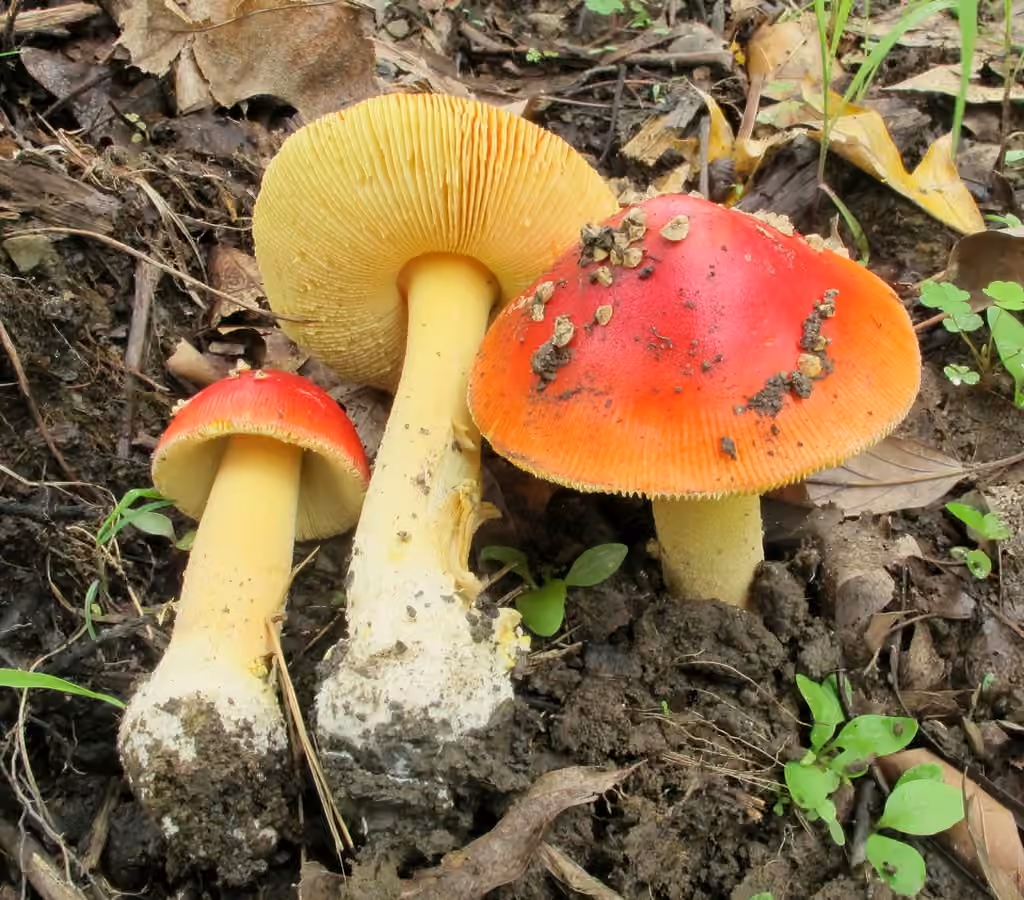 False Caesar's Mushroom, photo 1 of 5