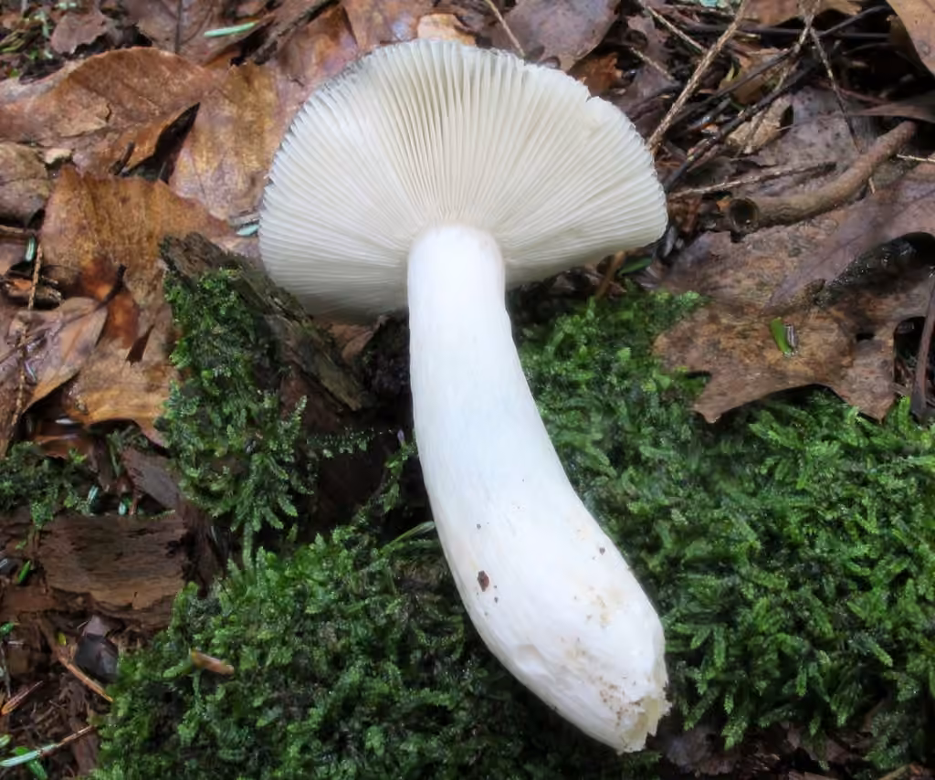 Russule parfumée, photo 2 sur 5