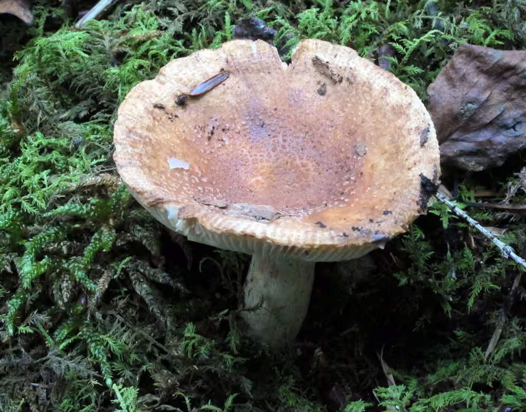 Russula granulata, photo 3 sur 5