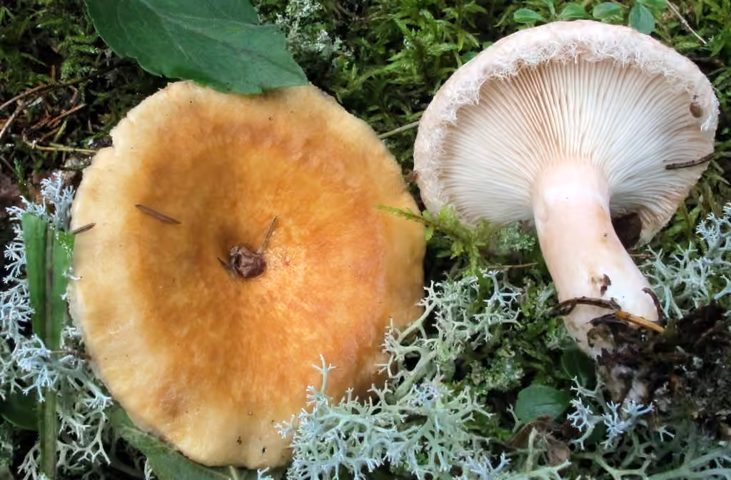 Woolly Milkcap, photo 3 of 5
