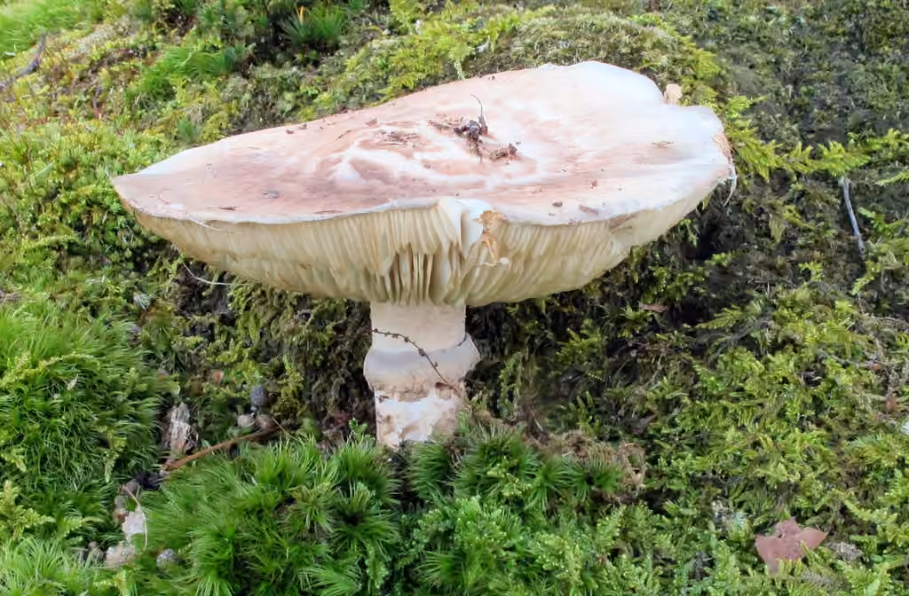 Tricholome chaussé, photo 2 sur 5