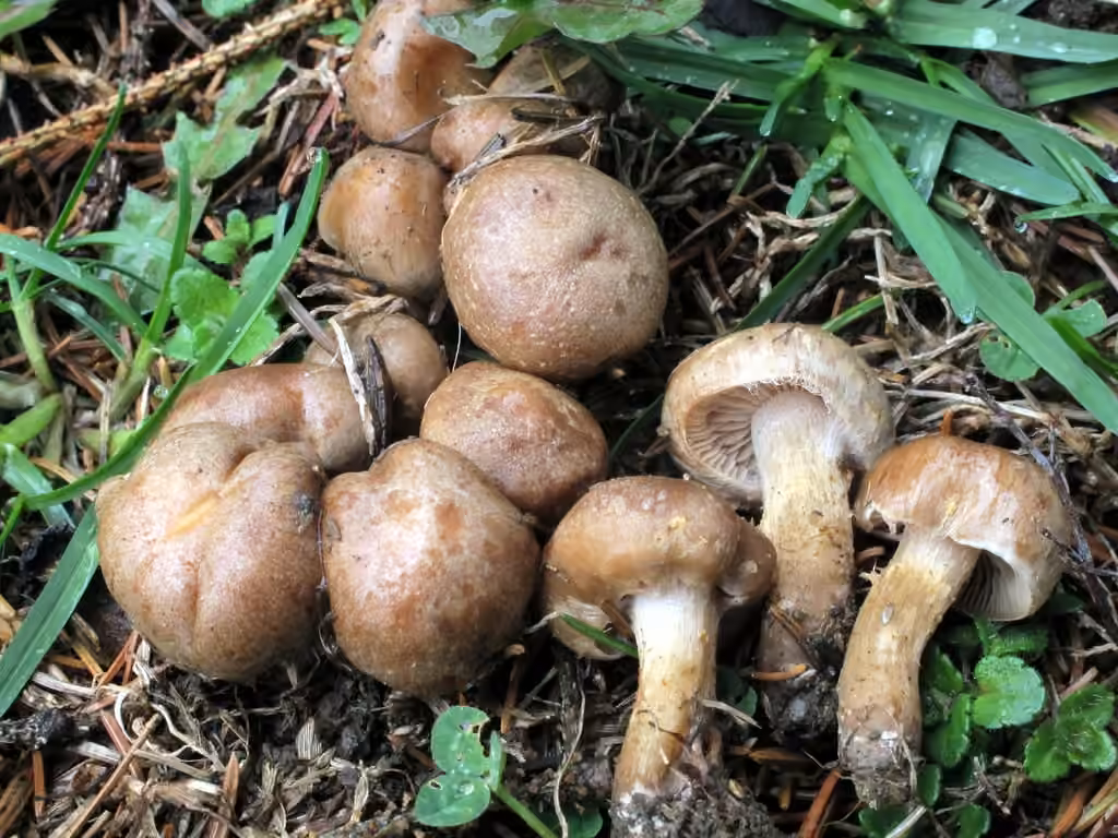 Hebeloma excedens, photo 1 sur 5