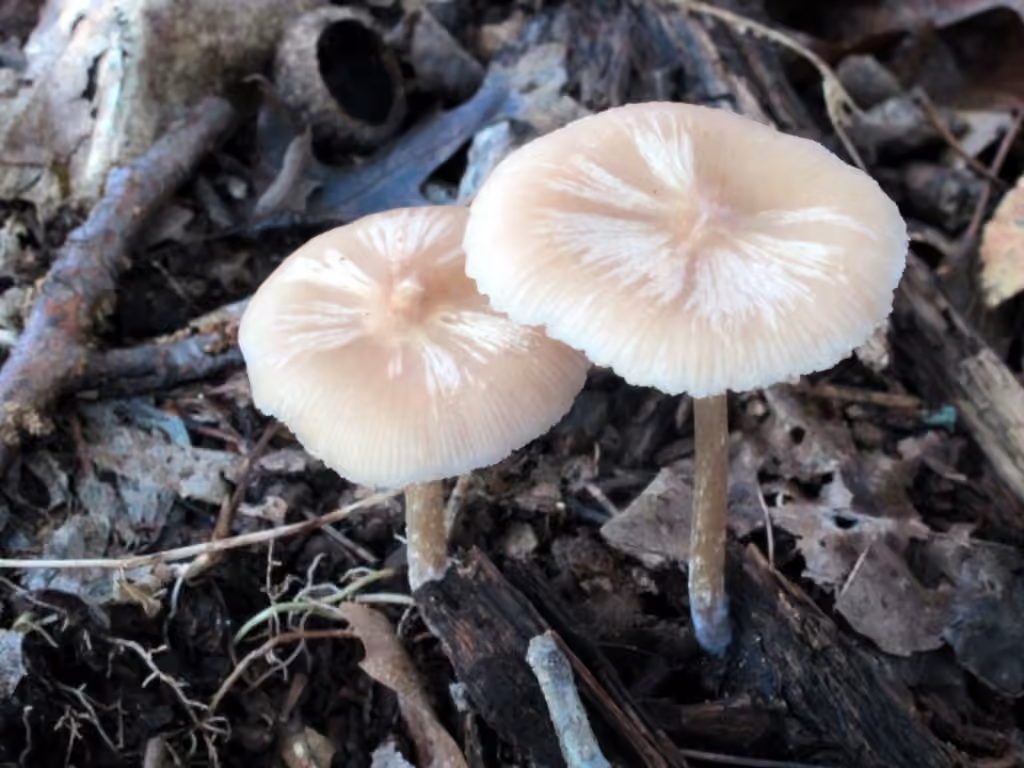 Entolome étroit, photo 2 sur 5
