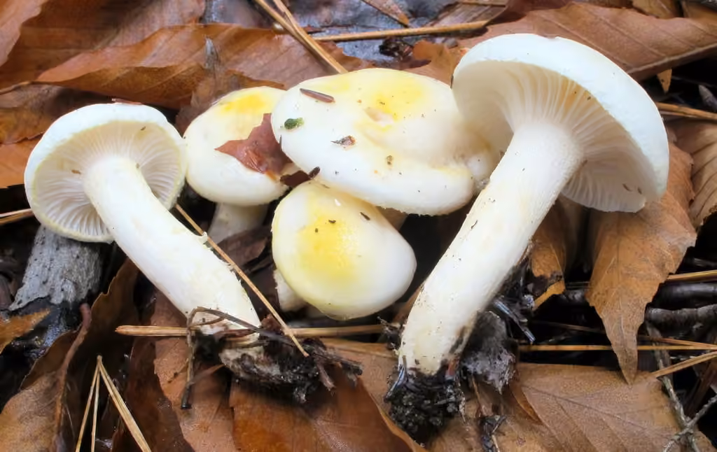Hygrophore à dents d'or, photo 3 sur 5