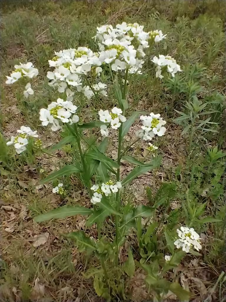 Raifort, En fleurs