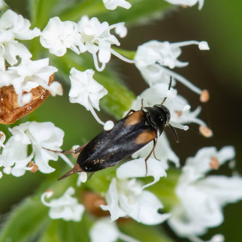 Yellow-shouldered Tumbling Flower Beetle, Adult