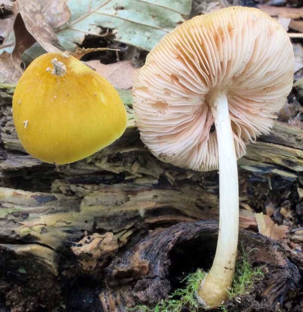 Plutée jaune fuligineux, photo 1 sur 5