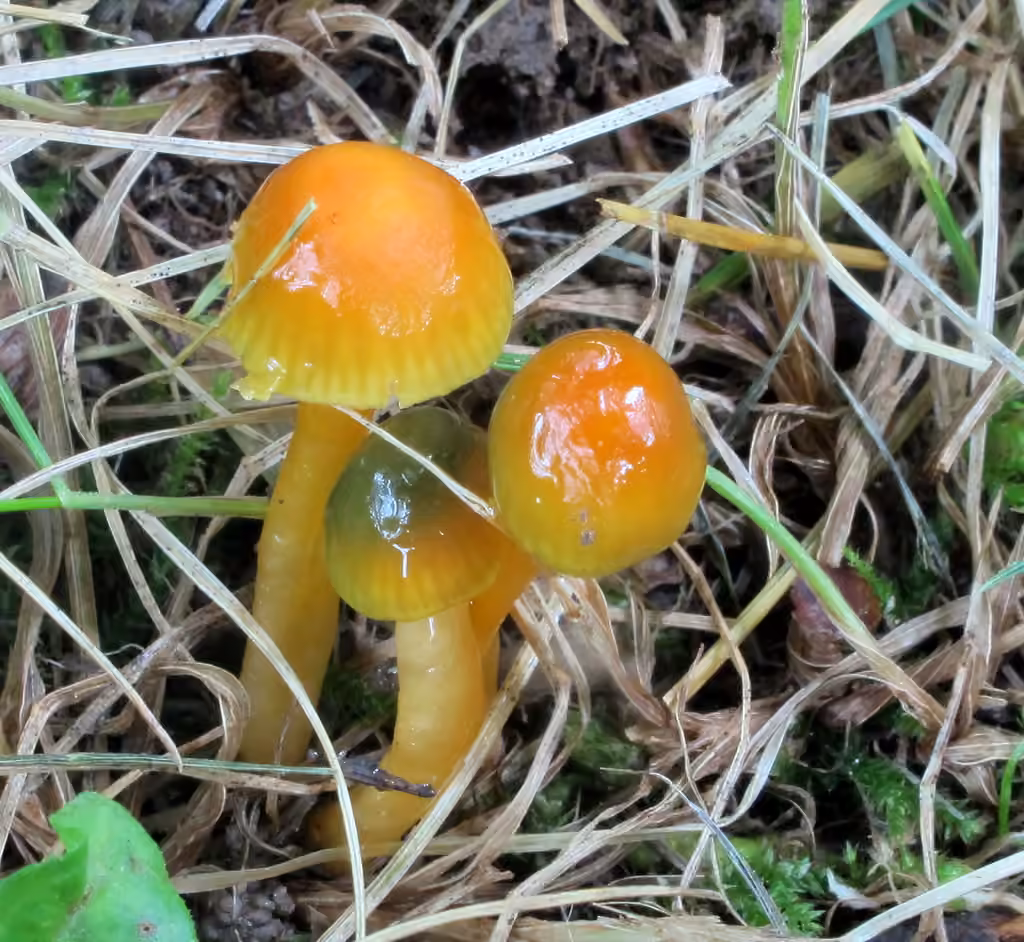 Hygrocybe perplexe, photo 3 of 5