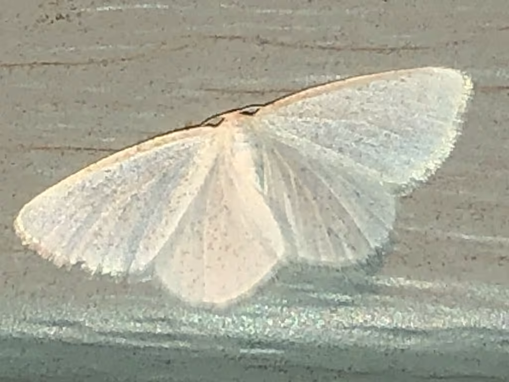 Vestal Moth, Adult
