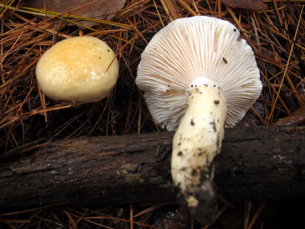 Hygrophore à disque jaune, photo 1 sur 5