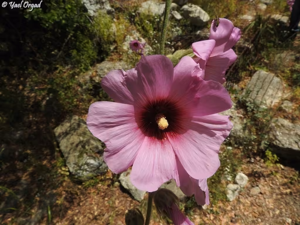 Bristly Hollyhock