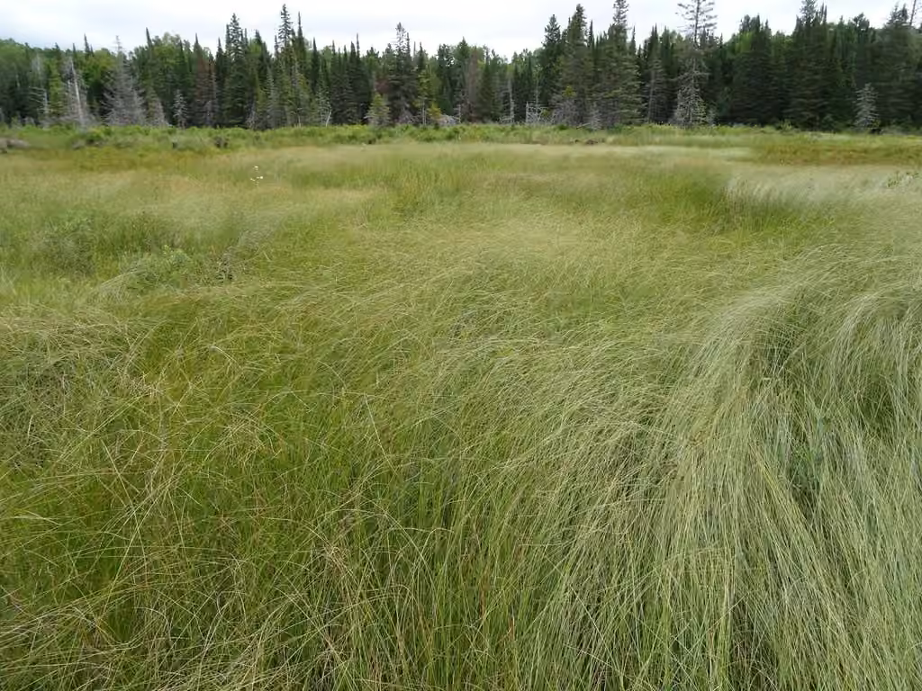 Woolly-fruit sedge, photo 2 of 5