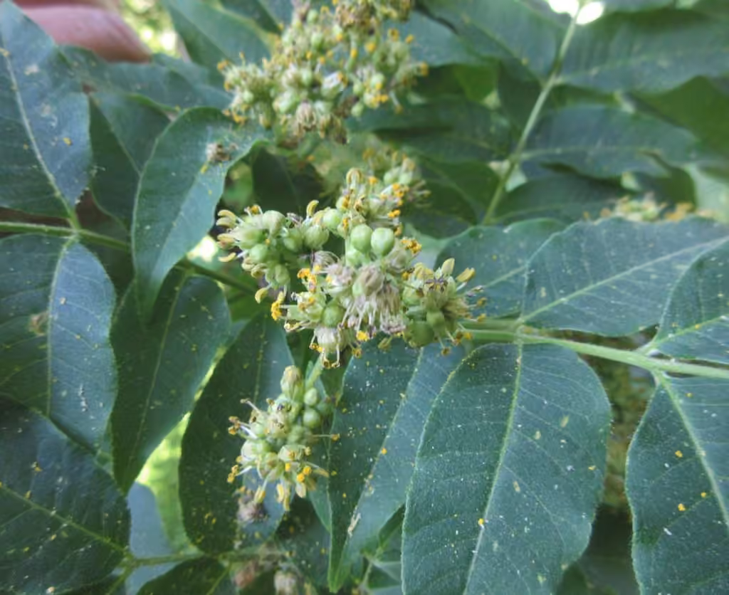 Phellodendron de l'Amour, En fleurs