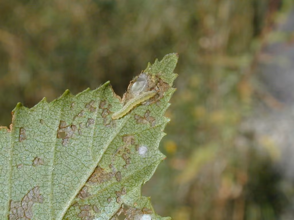 Squeletteuse du bouleau, photo 2 sur 5