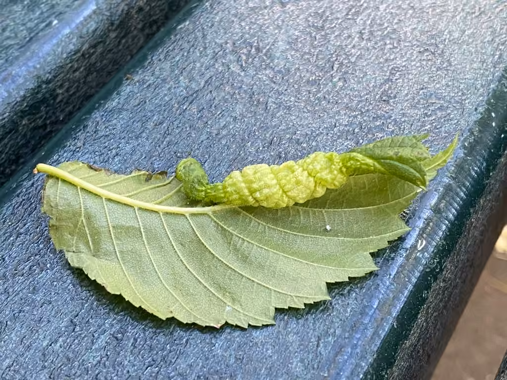 Woolly Elm Aphid