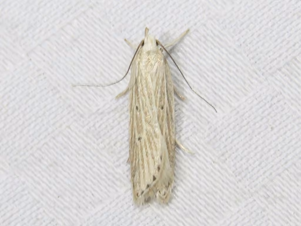 Fernald's Helcystogramma Moth, Adult