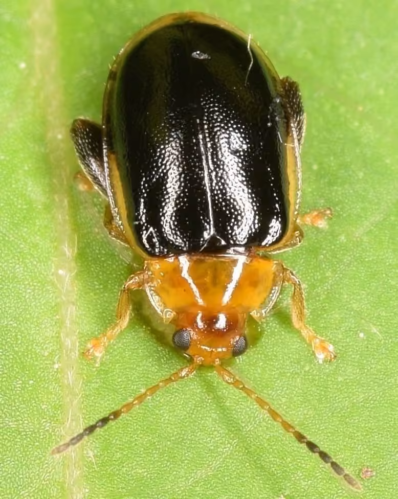Enclosed flea beetle, Adult