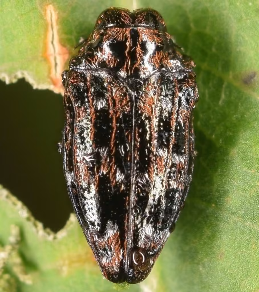 Oval Jewel Beetle, photo 2 of 5