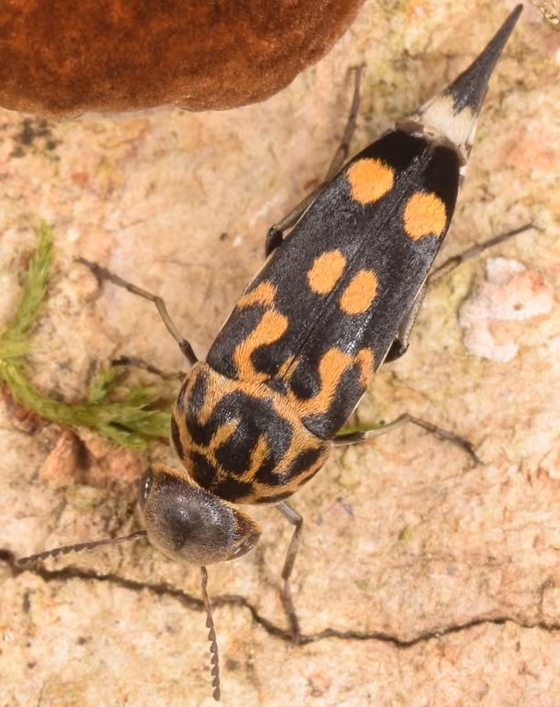 Eight-spotted Tumbling Flower Beetle, photo 3 of 5