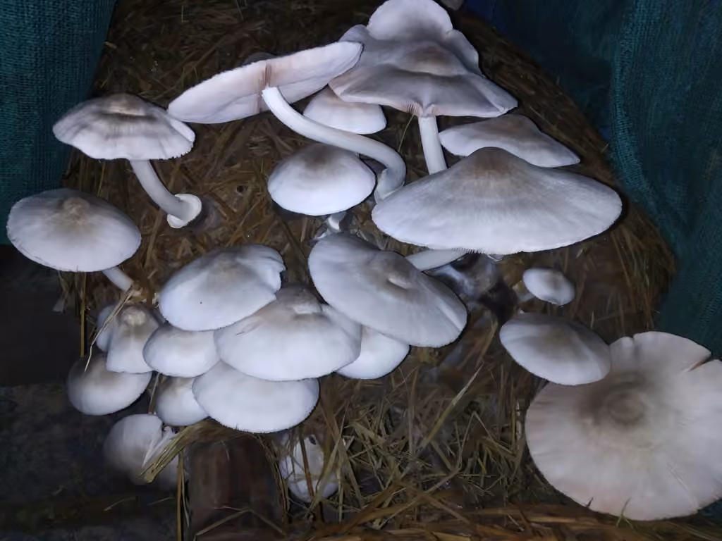 Paddy straw mushroom, photo 2 of 5