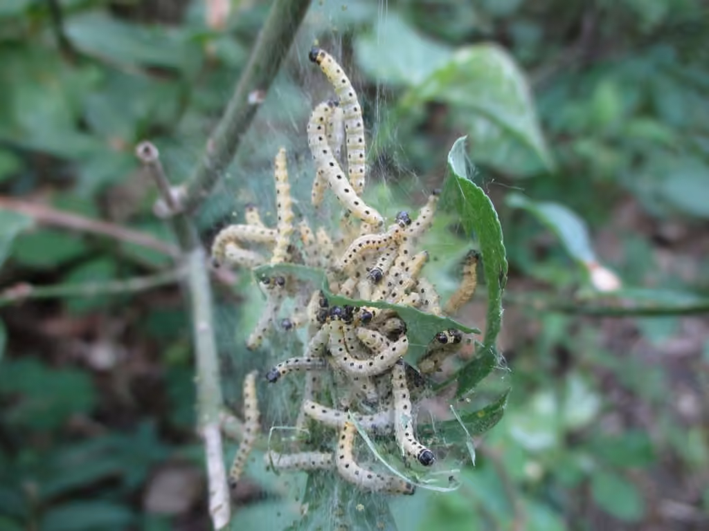 Grand Yponomeute du Fusain, Chenille