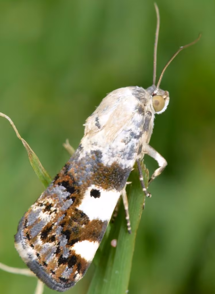 Exposed Bird Dropping Moth, photo 1 sur 5