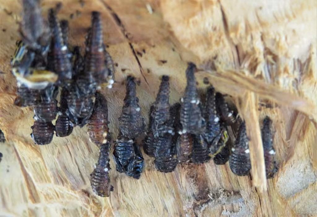 Cottonwood Leaf Beetle, Pupa