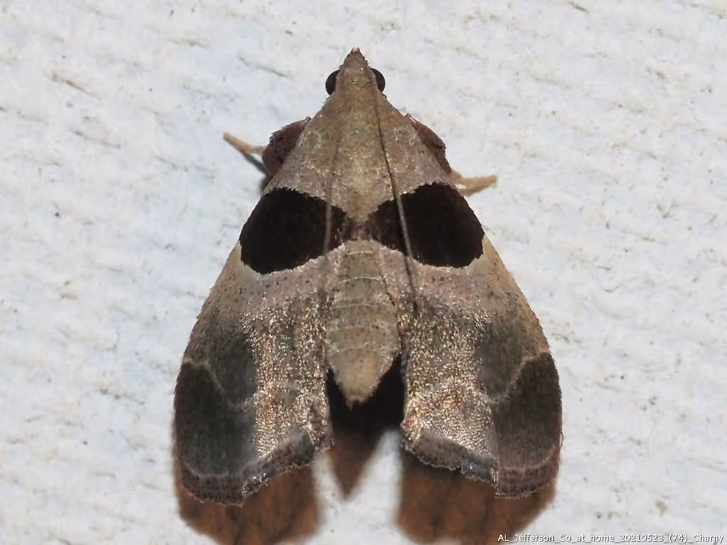 Dimorphic Tosale Moth, photo 1 sur 5