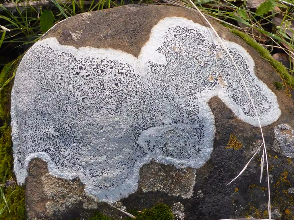 Tile Lichen, photo 3 of 5