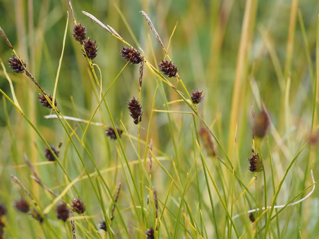 Carex saxatile, photo 1 sur 5