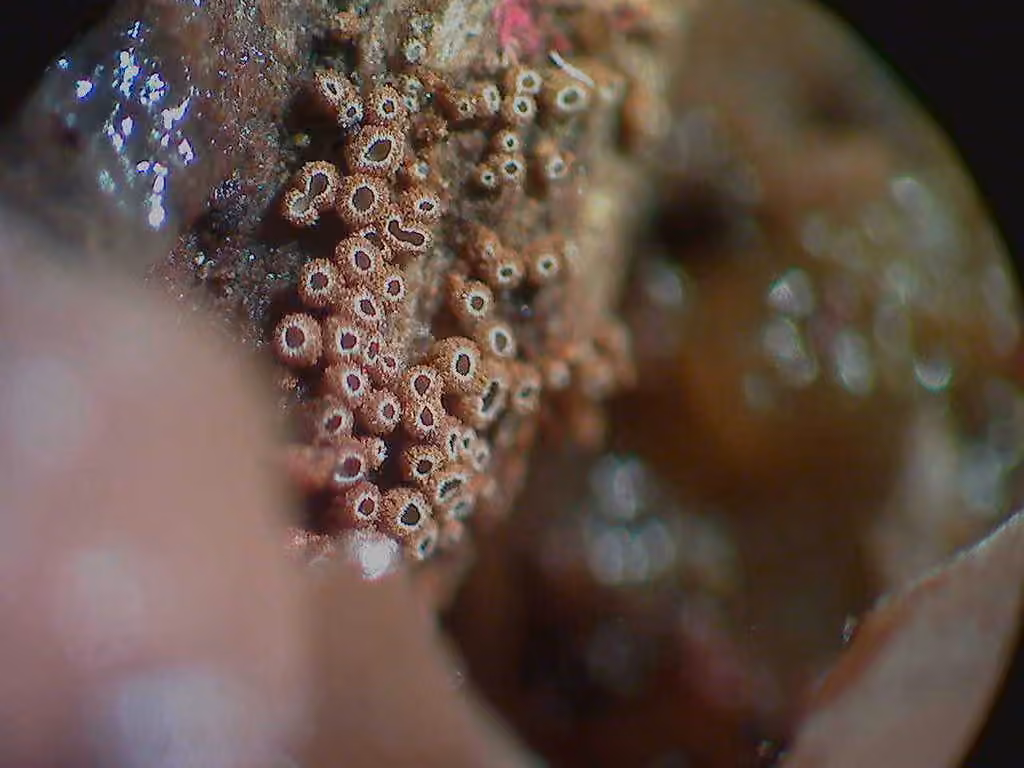 Merismodes anomala, photo 3 sur 5